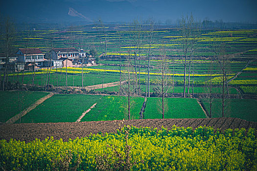 汉中油菜花