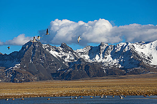栖息在雪山湖泊中候鸟