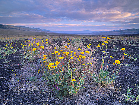 沙漠,向日葵,花,死亡谷国家公园,加利福尼亚