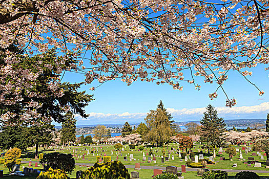 湖,风景,墓地,国会山,区域,西雅图