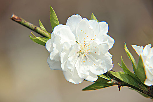 碧桃,千叶桃花,桃花