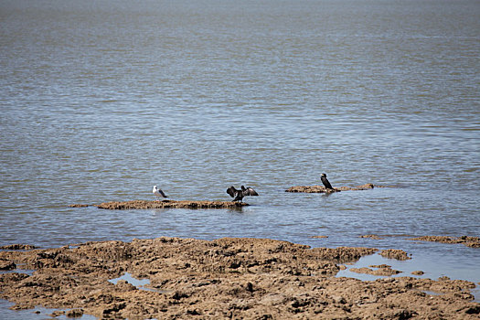 新疆巴里坤,湿地中觅食的迁徙候鸟