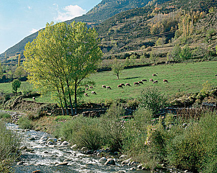 母牛,放牧,草地,胡斯卡省,阿拉贡,西班牙