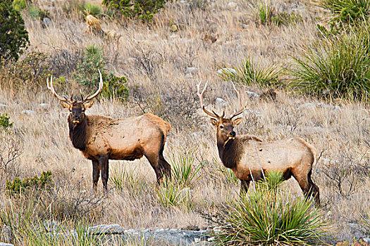 麋鹿,鹿属,鹿,靠近,德克萨斯,奇瓦瓦沙漠,山