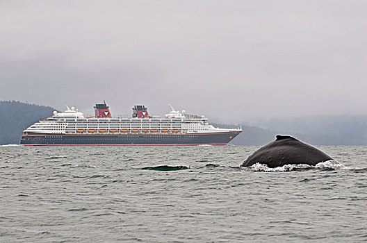 美国,驼背鲸,大翅鲸属,鲸鱼,迪斯尼,游船,雾