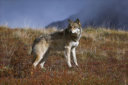 灰狼,狼,察看,苔原,德纳里峰国家公园,阿拉斯加