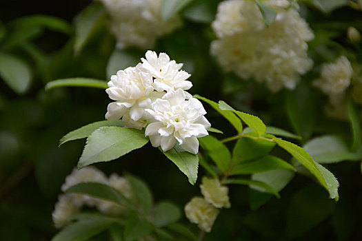 木香,木香花,白花,小白花