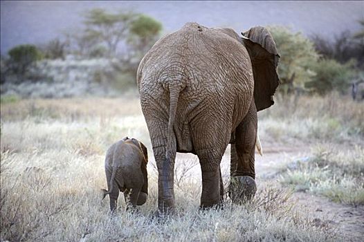 非洲,灌木,大象,非洲象,黄昏,后视图,萨布鲁国家公园,肯尼亚,东非