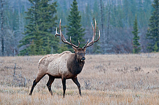 赤鹿,鹿属,鹿,碧玉国家公园,艾伯塔省,加拿大
