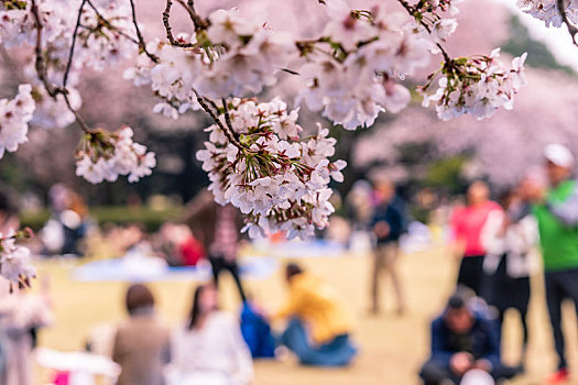 日本东京新宿代代木公园樱花盛开