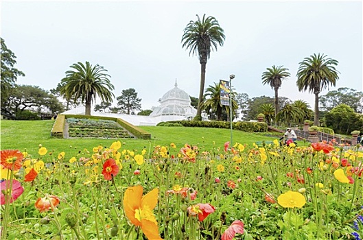 温室,花,旧金山