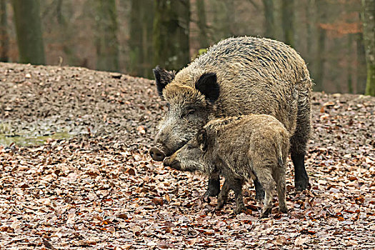 野猪,野生,猪,欧亚混血,小猪,火山,莱茵兰普法尔茨州,德国,欧洲