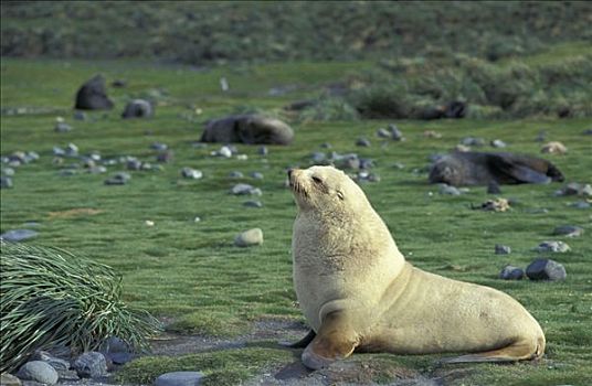 南极软毛海豹,毛海狮,索尔兹伯里平原,南乔治亚,南极