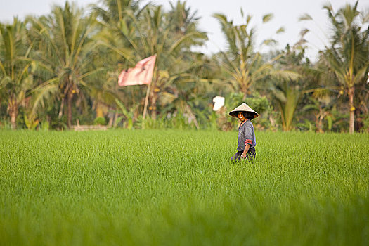 印度尼西亚,巴厘岛,女人,工作,稻田