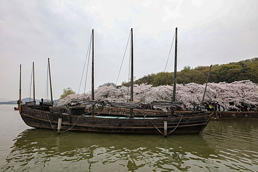 鼋头渚,无锡,旅游,景点,樱花,拱桥,长春桥,春天,湖水,太湖,建筑,树木,亮化,夜景,美丽,仙境