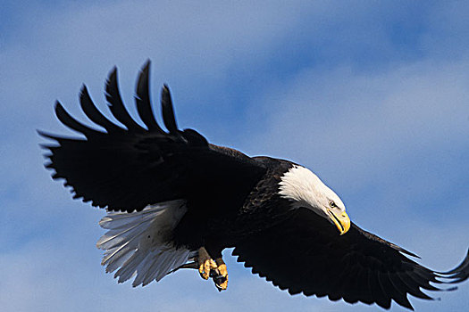 白头鹰,海雕属,飞,鱼,卡契马克湾,阿拉斯加