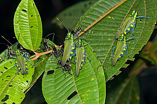 蝗虫,群,树叶,亚马逊河,厄瓜多尔