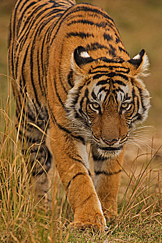 野生,孟加拉虎,印度虎,虎,尾随,干草,拉贾斯坦邦,国家公园,印度,亚洲