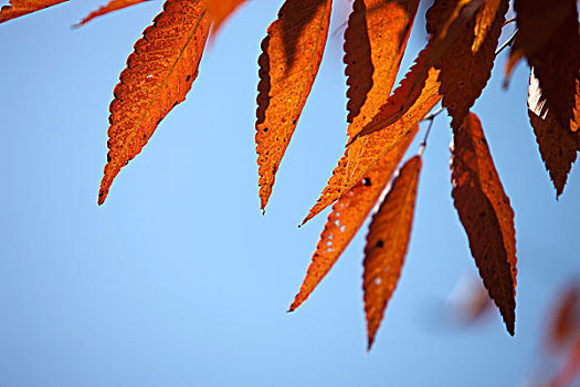 秋天,枫树,京都,日本