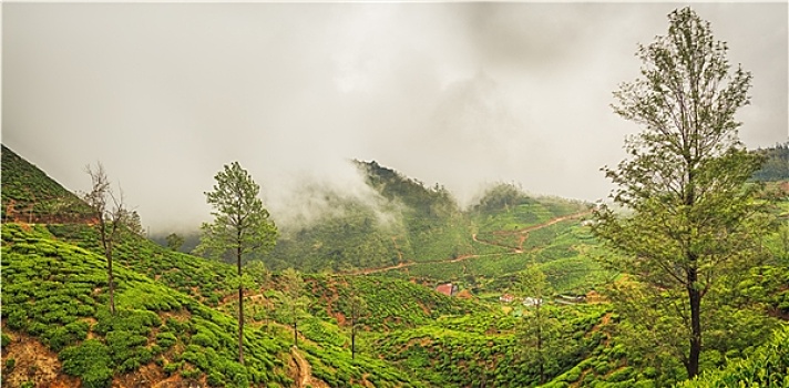 茶园,斯里兰卡,全景