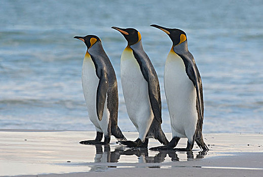帝企鹅,三个,海滩,福克兰群岛