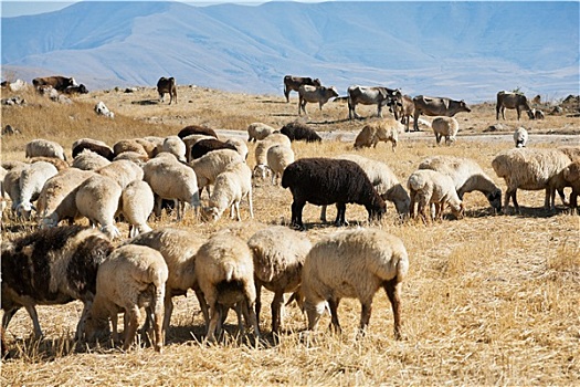 羊群,放牧,秋天,草