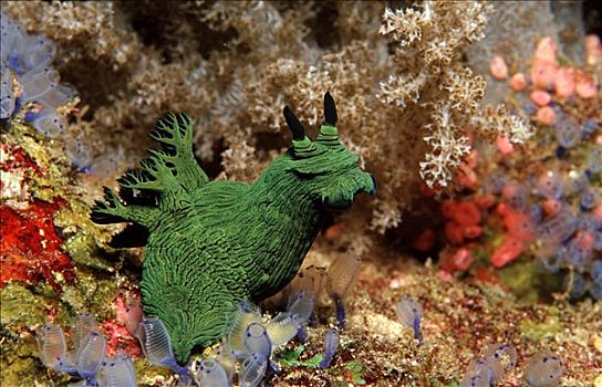 绿色,霓虹,蛞蝓属,彭佬岛,岛屿,菲律宾,保和省,海洋,水下