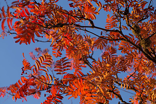 欧洲花楸,枝条,秋色,蓝天背景