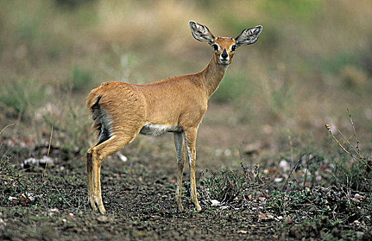 小岩羚,年轻,站立,警惕,克鲁格国家公园,南非