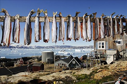 干鱼,峡湾,东方,格陵兰