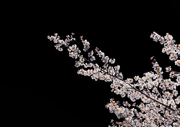 樱花,黑色背景,背景,隔绝_高清图片_全景视觉