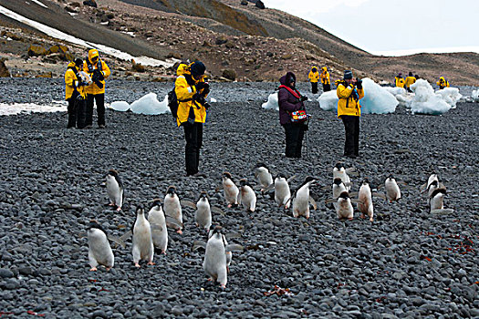 南极,布朗布拉夫,幼小,阿德利企鹅,走,过去,旅游