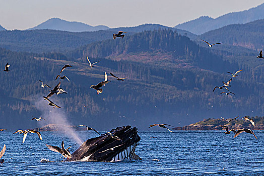 驼背鲸,大翅鲸属,鲸鱼,身体前倾,嘴,宽,布劳顿群岛,海洋公园,温哥华岛,不列颠哥伦比亚省,加拿大