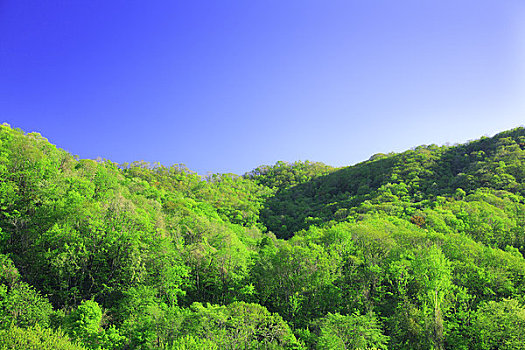 绿色,山峦