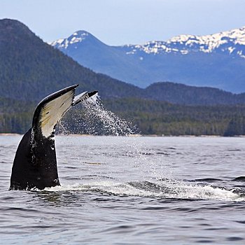 尾鳍,驼背鲸,大熊雨林,英国,哥伦比亚,加拿大