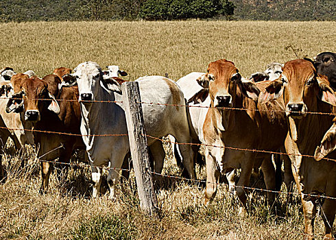 澳大利亚,菜牛,线条,栅栏