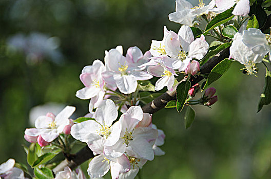 苹果树,开花