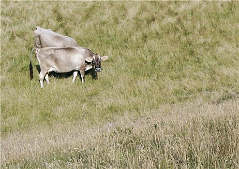 母牛,山,草地