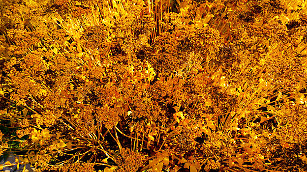 秋天阳光下枯萎的植物八宝景天