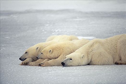 北极熊,三个,睡觉,冰,丘吉尔市,曼尼托巴,加拿大