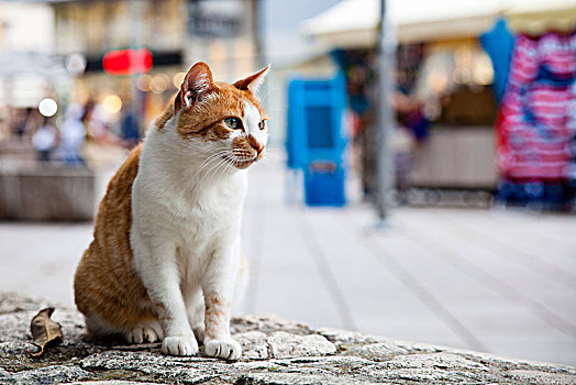 街道,猫,分开,伊斯特利亚,克罗地亚,欧洲