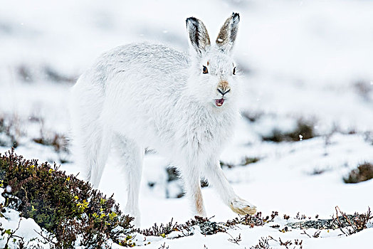 雪兔,室外,冬季外套,国家公园,高地,苏格兰,英国