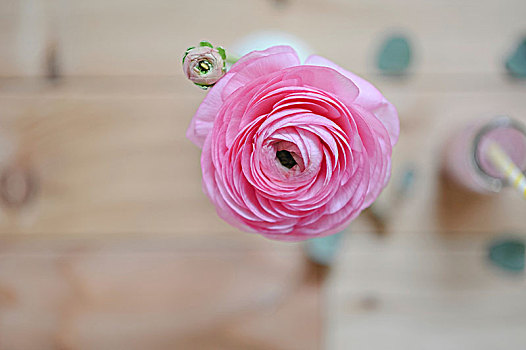 粉色,毛茛属植物,花瓶,俯视