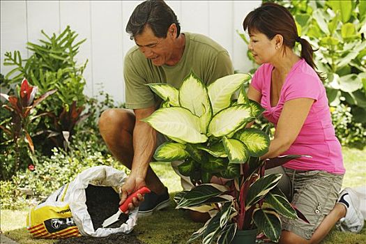 夏威夷,瓦胡岛,伴侣,种植,植物