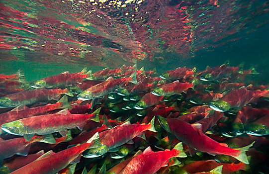 红大马哈鱼,红鲑鱼,群,游泳,产卵,亚当斯河,省立公园,不列颠哥伦比亚省,加拿大
