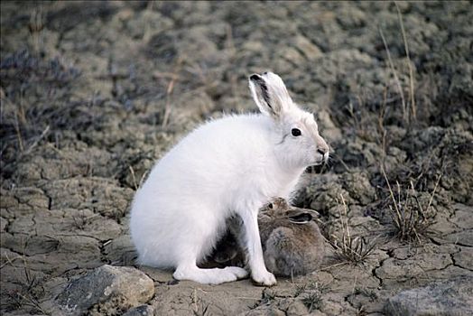 北极兔,兔属,哺乳,幼兽,艾利斯摩尔岛,加拿大
