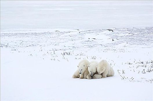 北极熊,簇拥,雪中