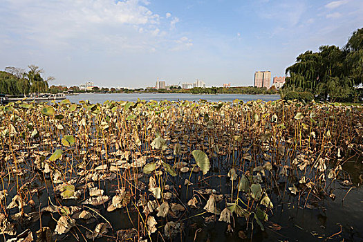 湖面风景