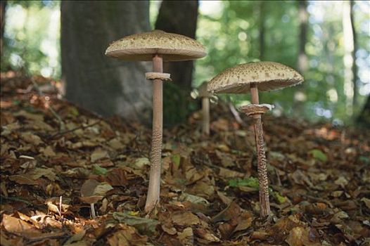 伞状蘑菇,高环柄菇,树林