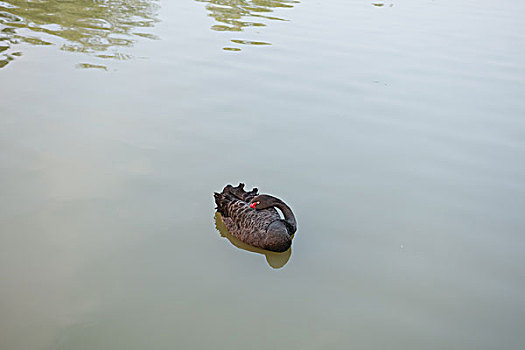 黑天鹅藏头睡觉湖中漂浮